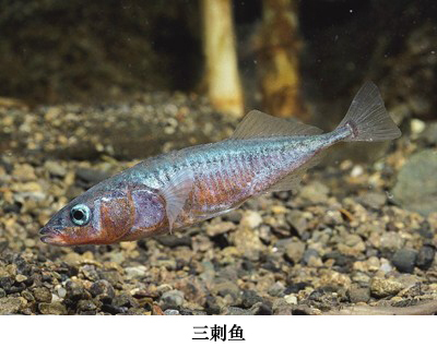 三刺鱼