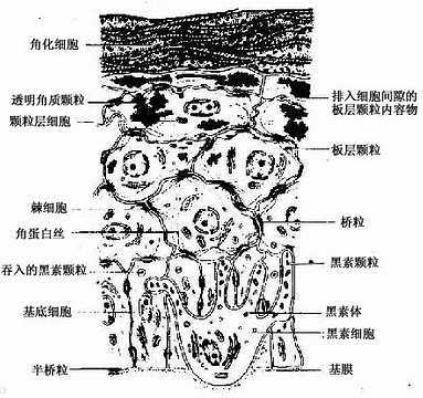 黑色素细胞
