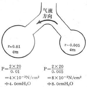 大小不同的液泡内压及气流方向示意图