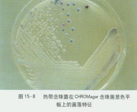 热带假丝酵母