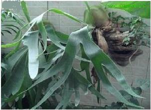 国家二级保护植物鹿角蕨
