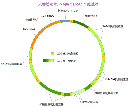 人类线粒体DNA