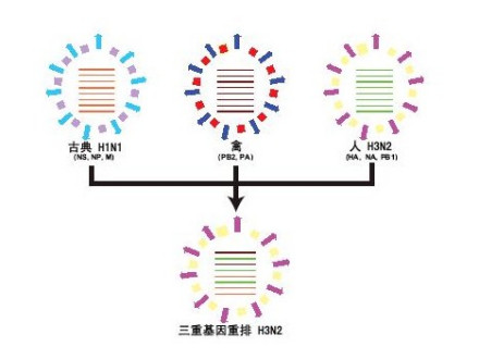 甲型H3N2流感
