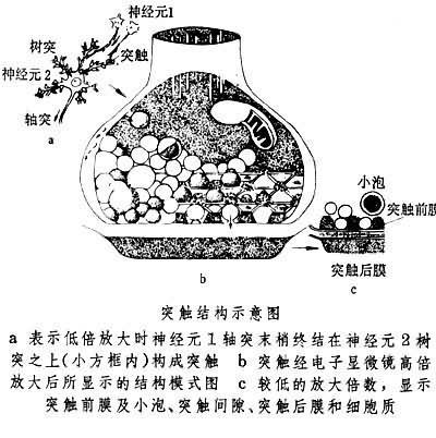 突触