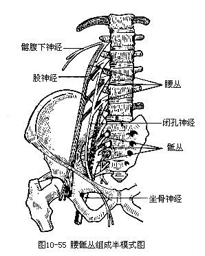 腰骶丛组成半模式图