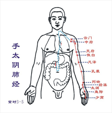 手太阴肺经经脉循行示意图