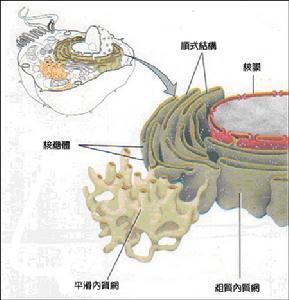 内质网——整体结构