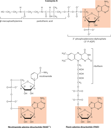 一些含有腺苷的辅酶（CoA、NAD+、FAD） 