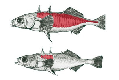 刺鱼