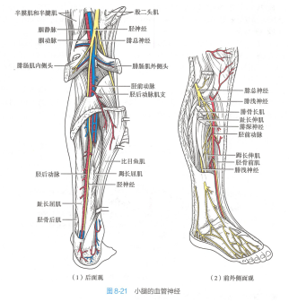 小腿的血管神经