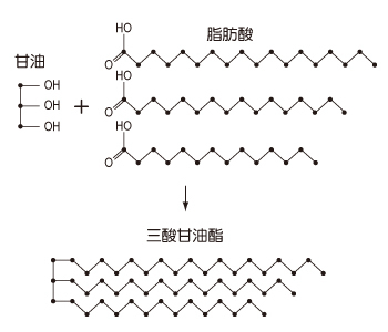 脂肪酸