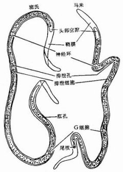 马来微丝蚴
