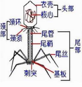 噬菌体构造
