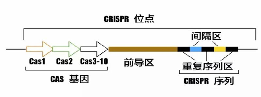  CRISPR-Cas9序列图