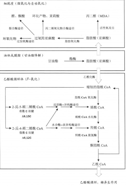 植物亚麻酸分解的基本过程