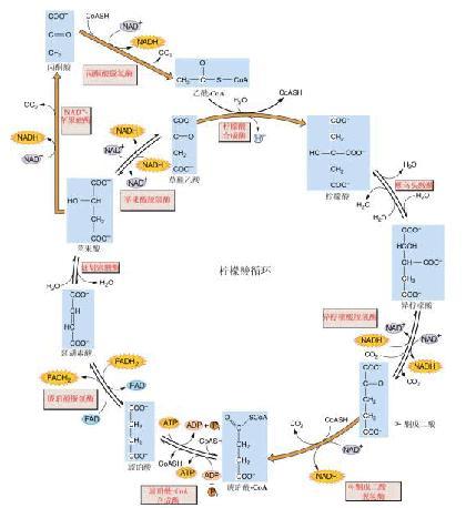 三羧酸循环