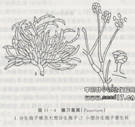 镰刀菌属