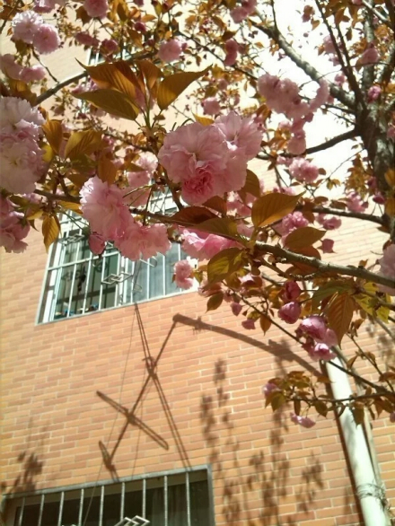 岐山高级中学