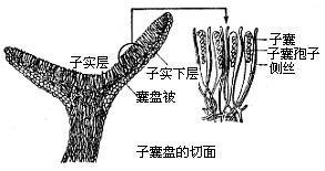 子囊盘