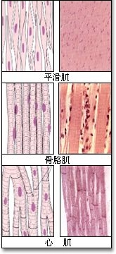肌肉组织