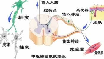 中枢兴奋