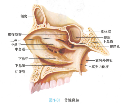骨性鼻腔