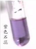 紫色石蕊试液 