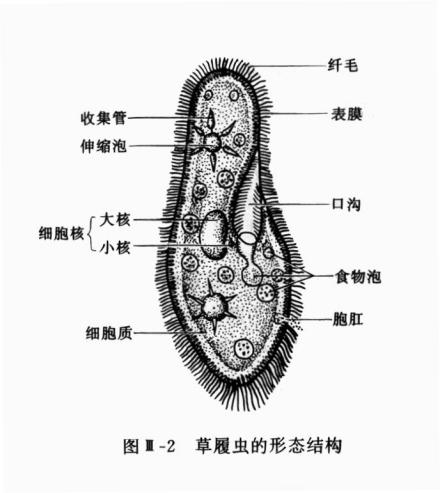 草履虫的形态结构