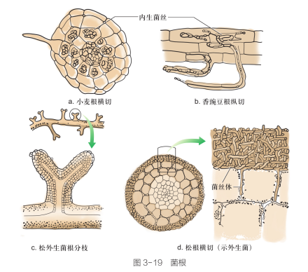 菌根