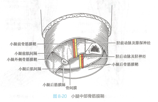 小腿中部骨筋膜鞘