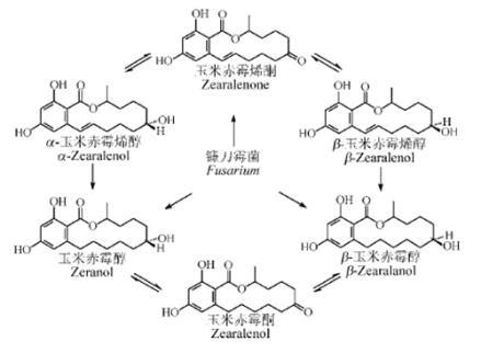 玉米赤霉醇的转化图
