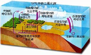 碳的生物循环示意图