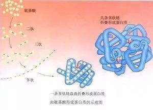 肽链的盘曲折叠