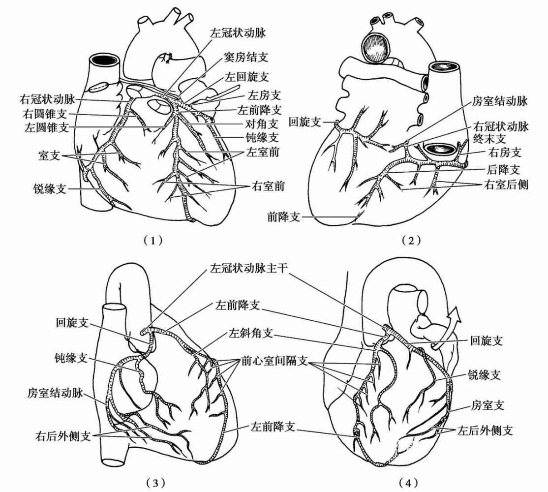 冠状动脉（1.前面；2.后面；3.右前斜位；4.左前斜位）