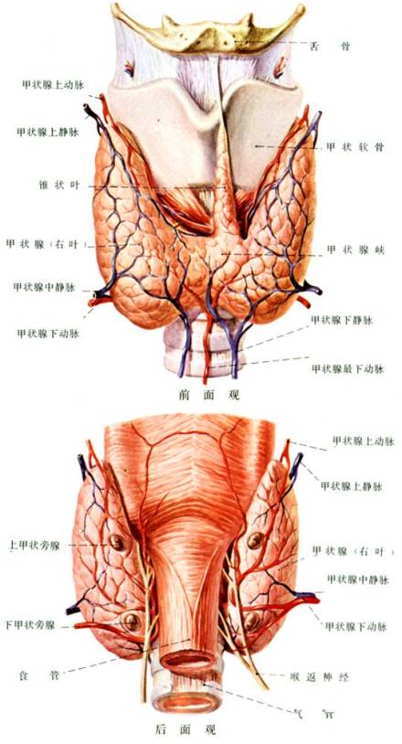 甲状腺图解