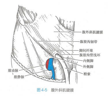 腹外斜肌腱膜