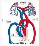 小循环结构图