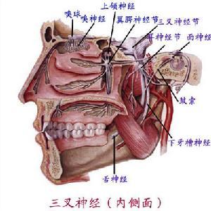 三叉神经