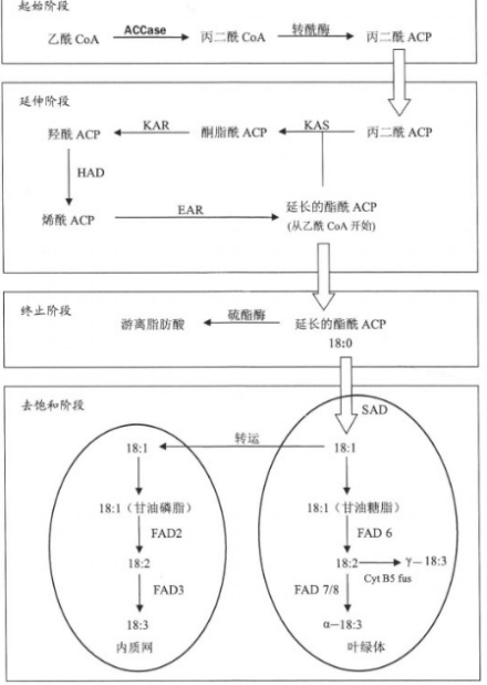 合成代谢