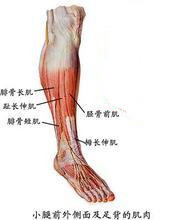 小腿前区肌肉