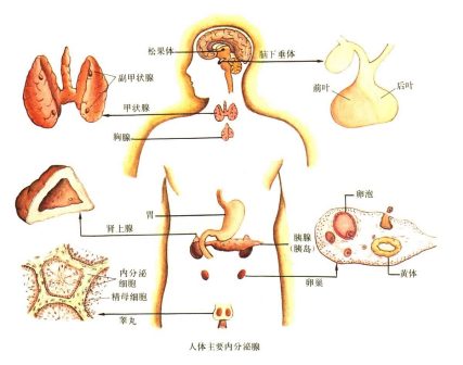 人体内分泌腺
