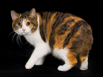 马恩岛猫