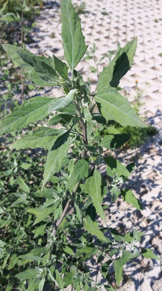 藜的茎