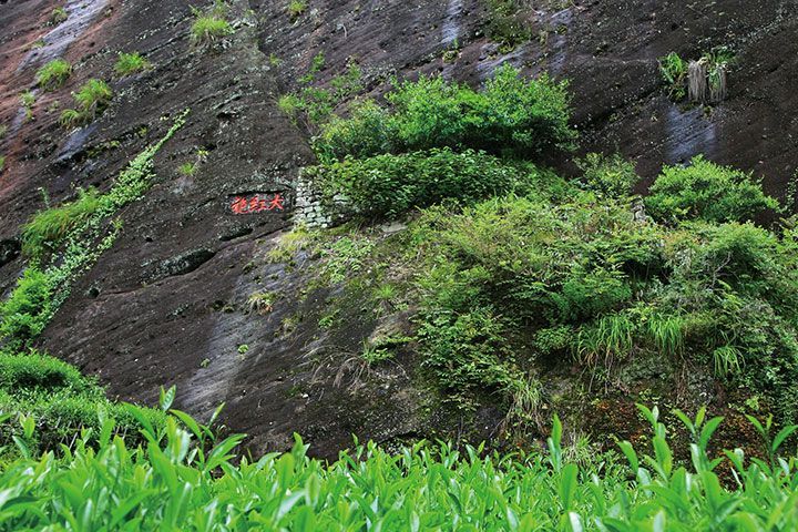 大红袍