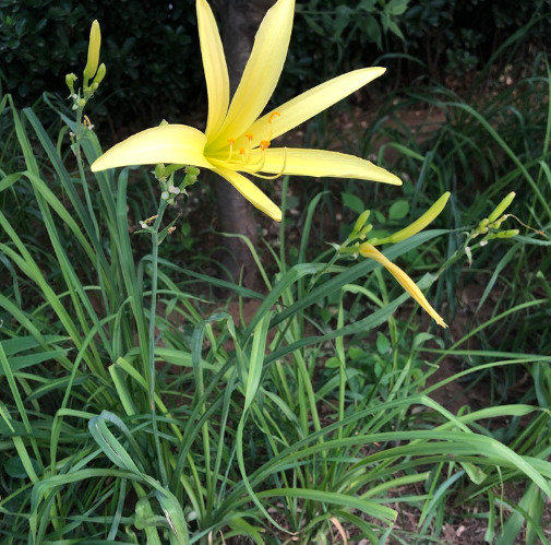 黄花菜的叶