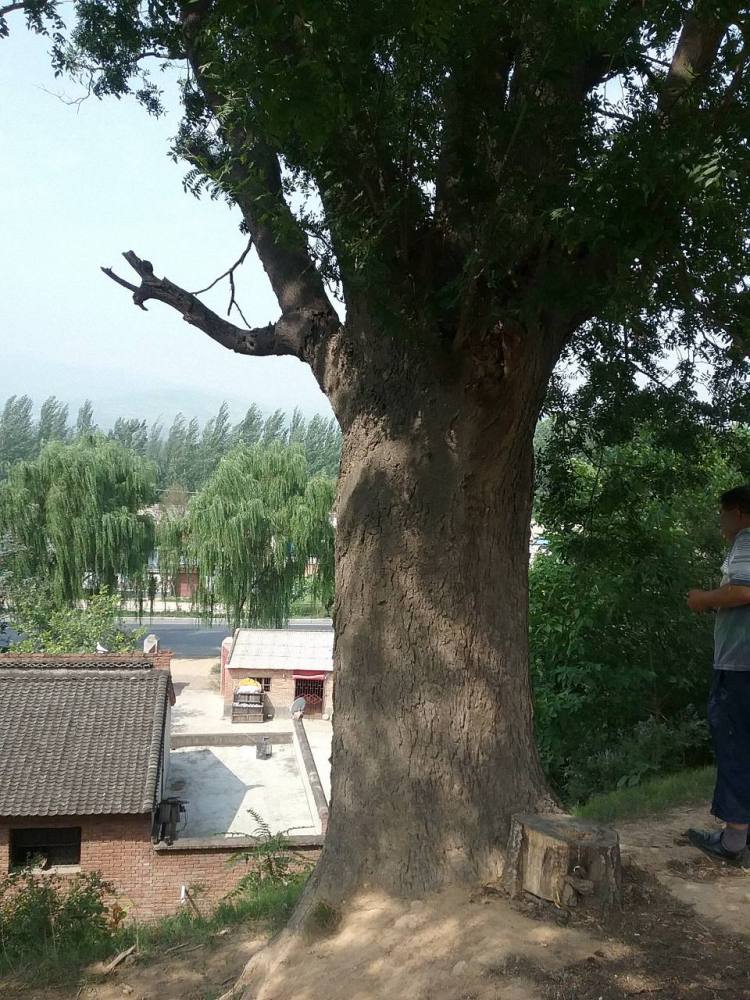 草碧村皂荚树