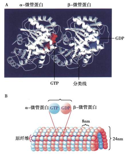 微管的结构和亚基组成