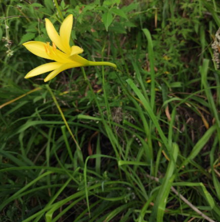 黄花菜