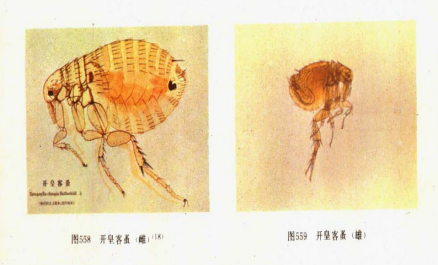 鼠蚤 
