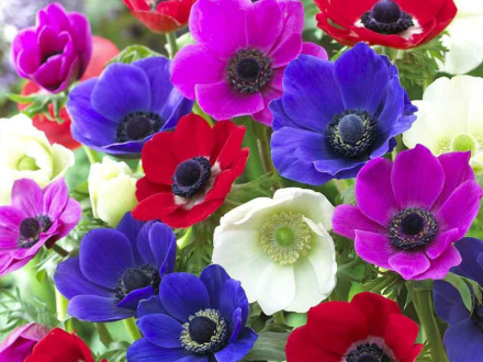 冠状银莲花